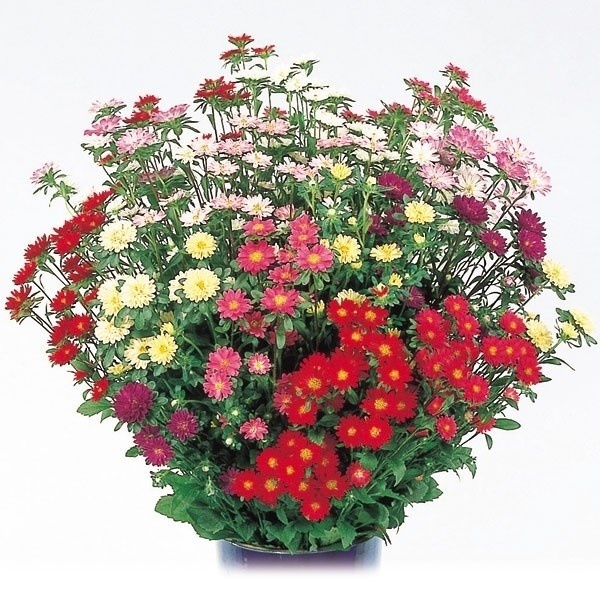 種 花たね 切花向き アスター ステラミックス 1袋(40粒)