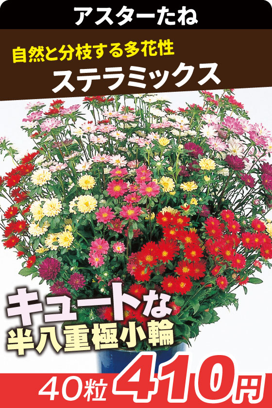 アスター ステラミックス