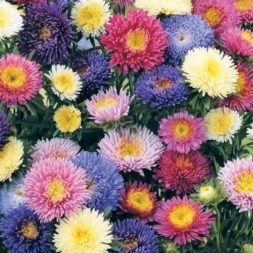 種 花たね 切花向きアスター ハーレキンミックス 1袋(70粒)