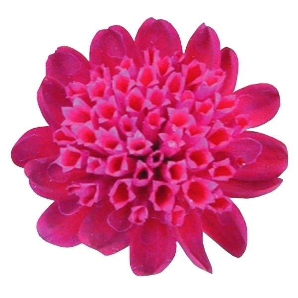 種 花たね 切花向きアスター ココットレッドPVP 1袋(20粒)