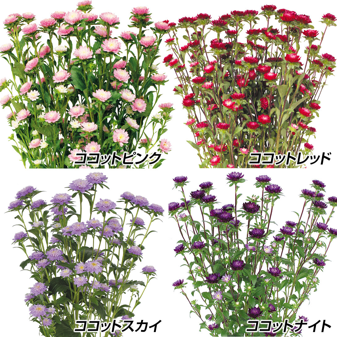 種 花たね アスター ココットAセット 4種4袋