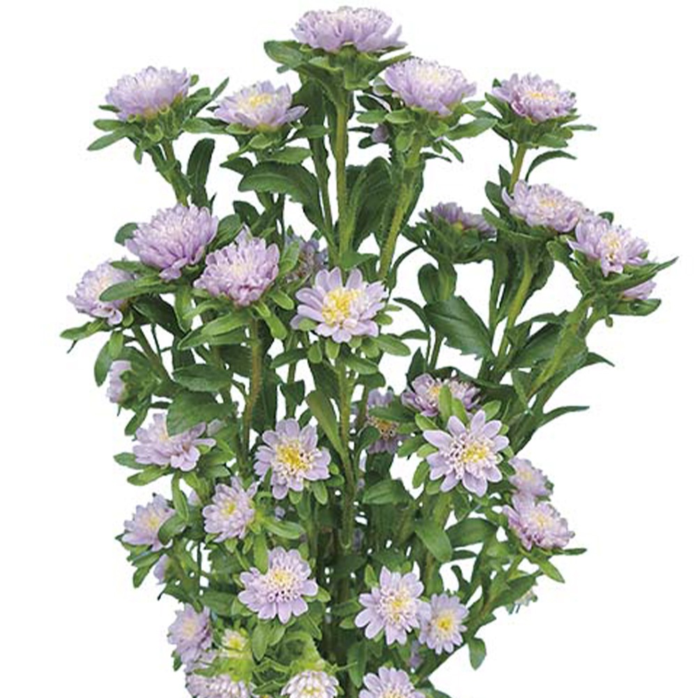 種 花たね アスター ココットラベンダーPVP 1袋(20粒)