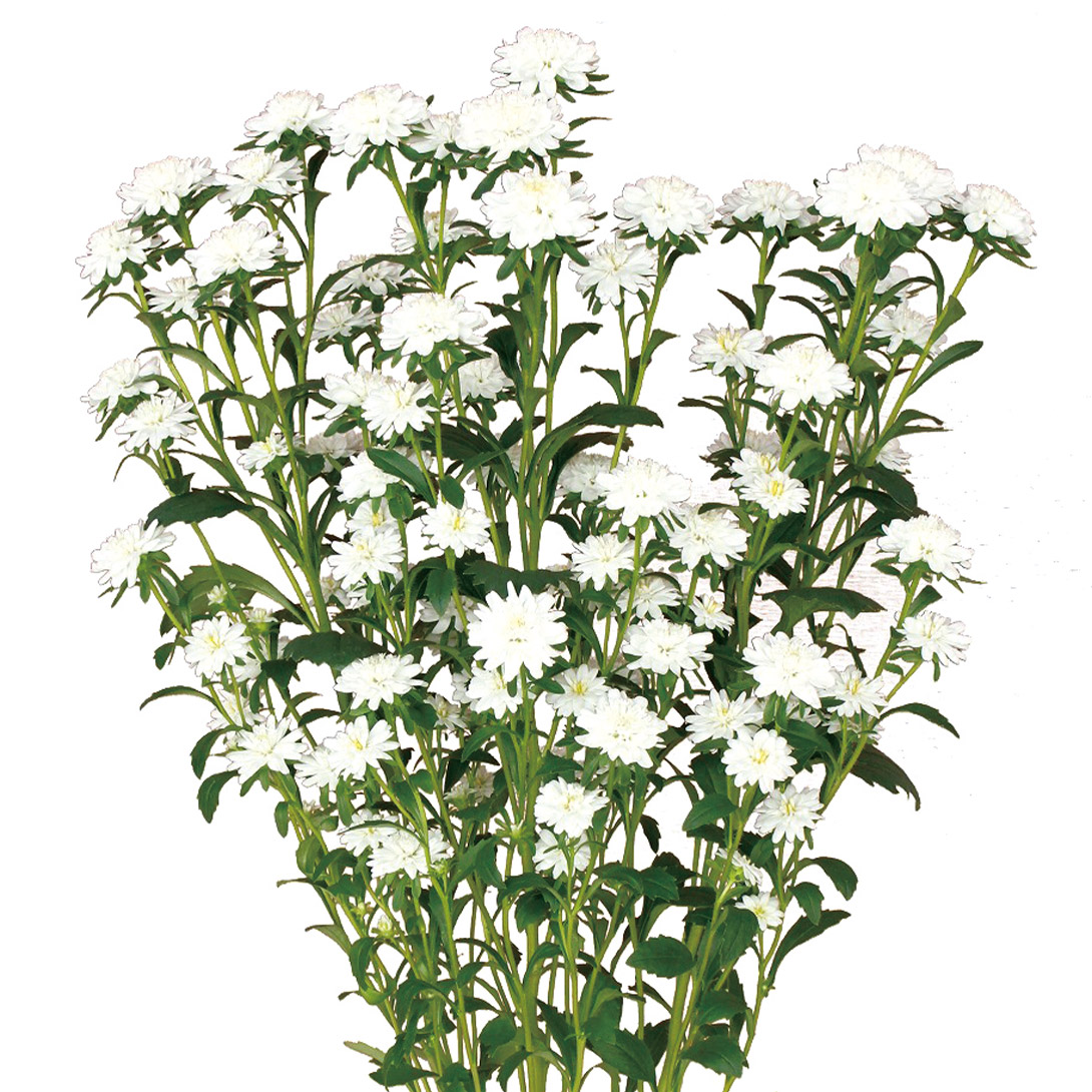 種 花たね アスター ココット ホワイト 1袋(20粒)