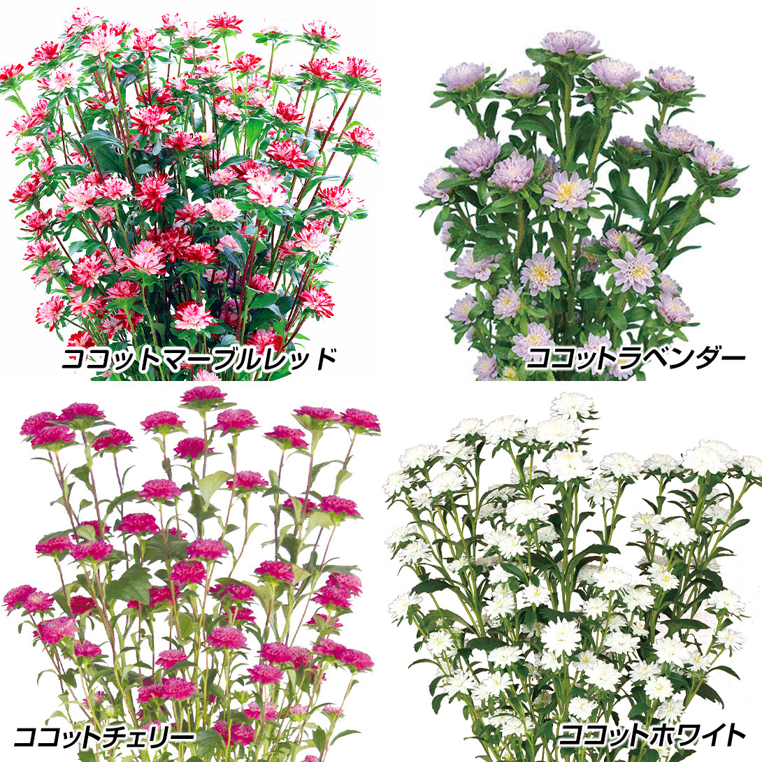 種 花たね アスター ココットBセット 4種4袋
