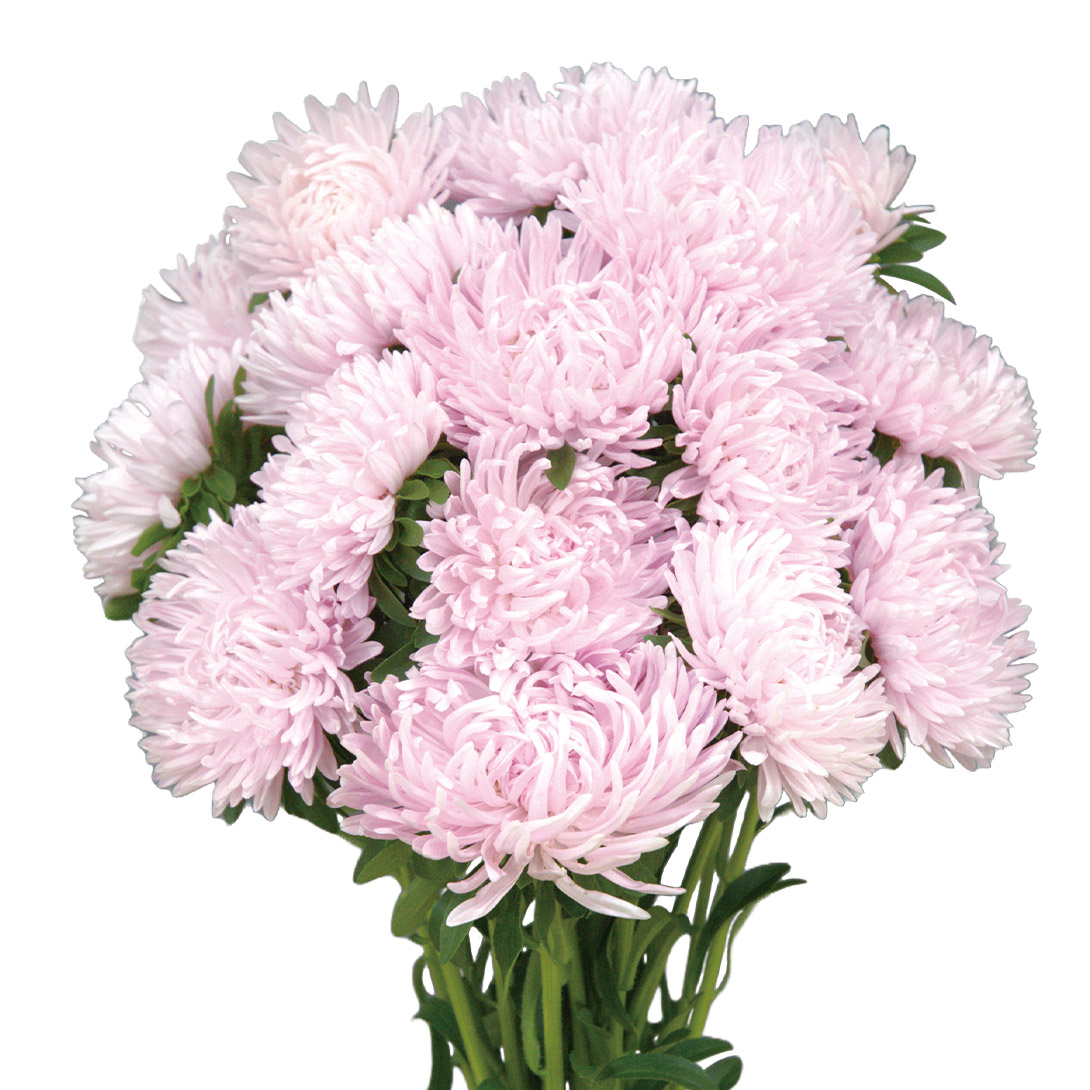 種 花たね アスター スフレ ライトピンク 1袋(20粒)