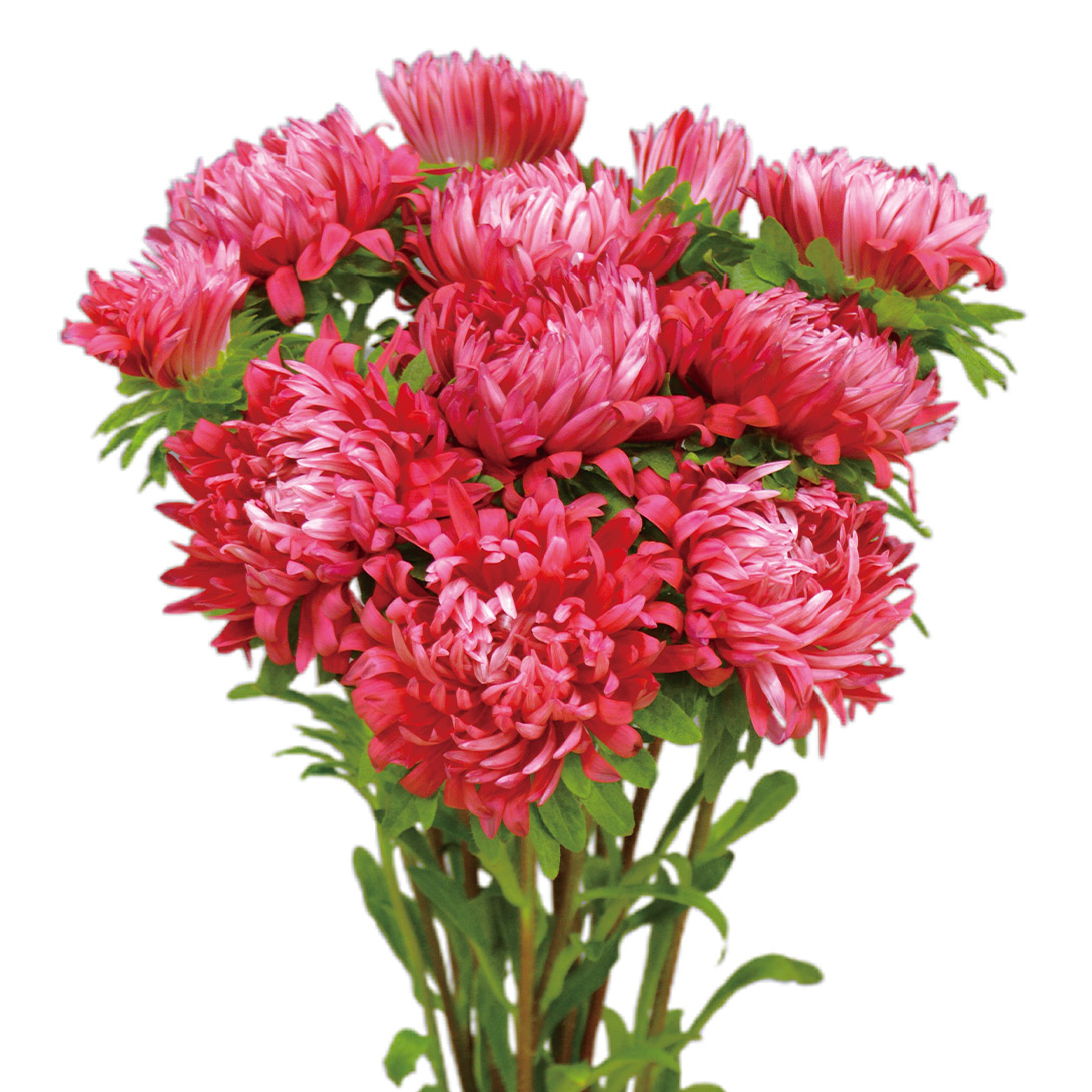 種 花たね アスター スフレ ルビーレッド 1袋(20粒)