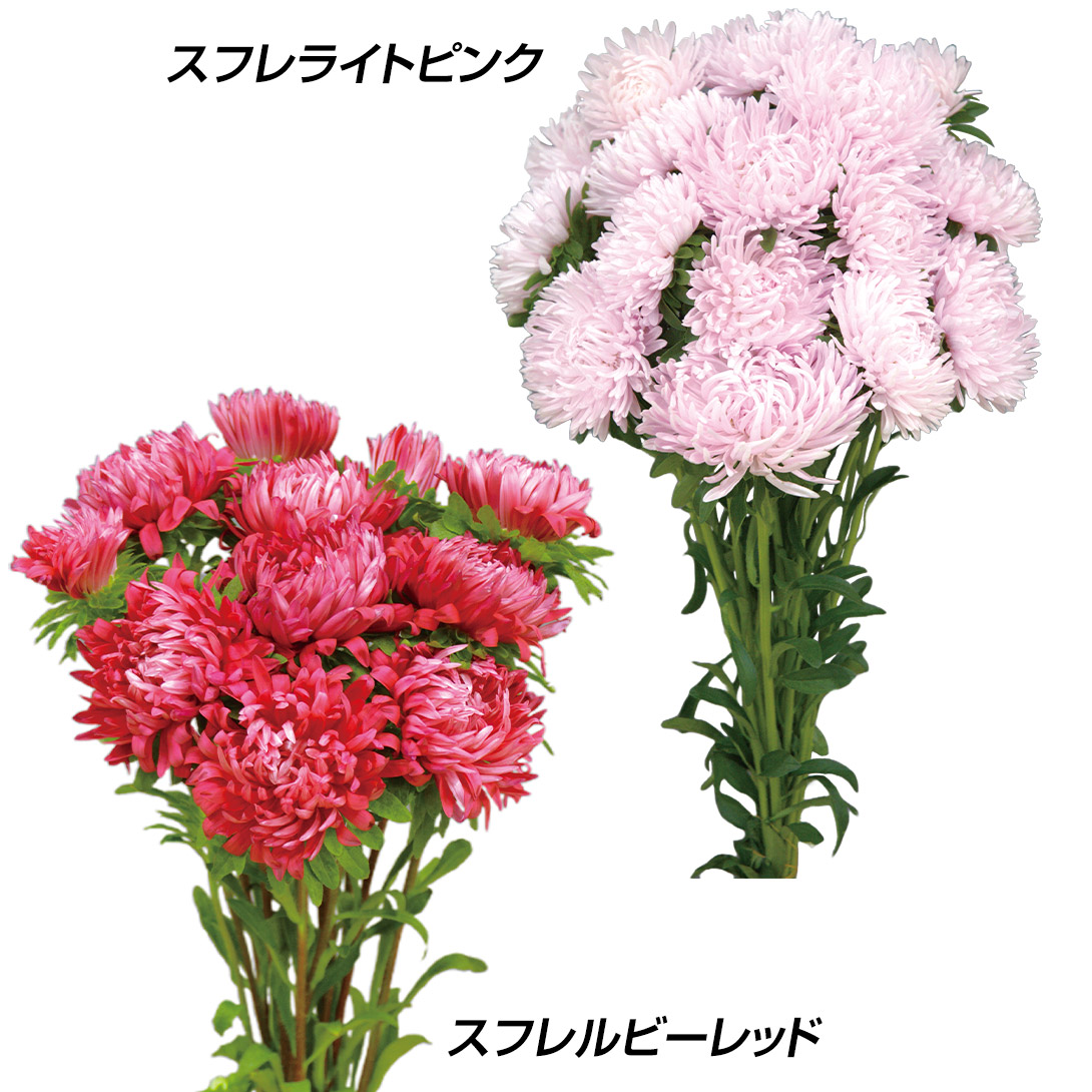 種 花たね アスター スフレセット 2種2袋