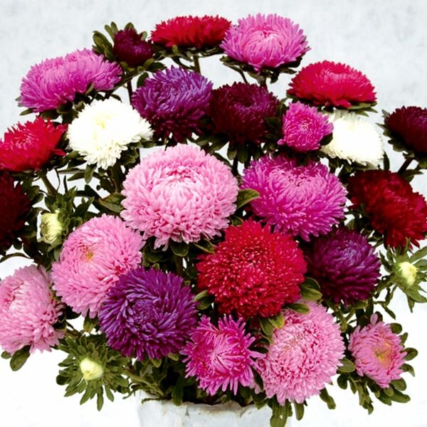 種 花たね アスター 大輪菊咲ミックス 1袋(50粒)