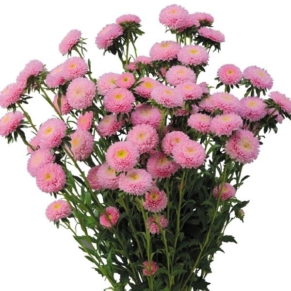 種 花たね アスター マカロンピンクPVP (登録名：ミヨアスマカピンク 1袋(25粒)