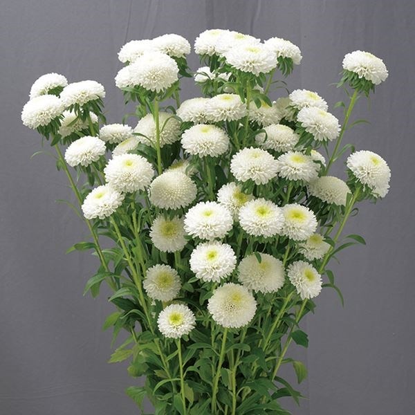 種 花たね アスター マカロンホワイト 1袋(25粒)