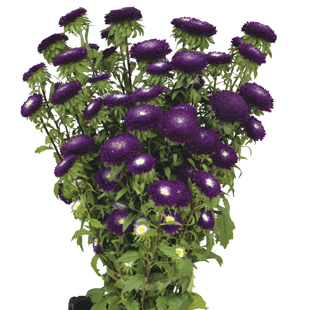 種 花たね アスター マカロンバイオレット 1袋(25粒)