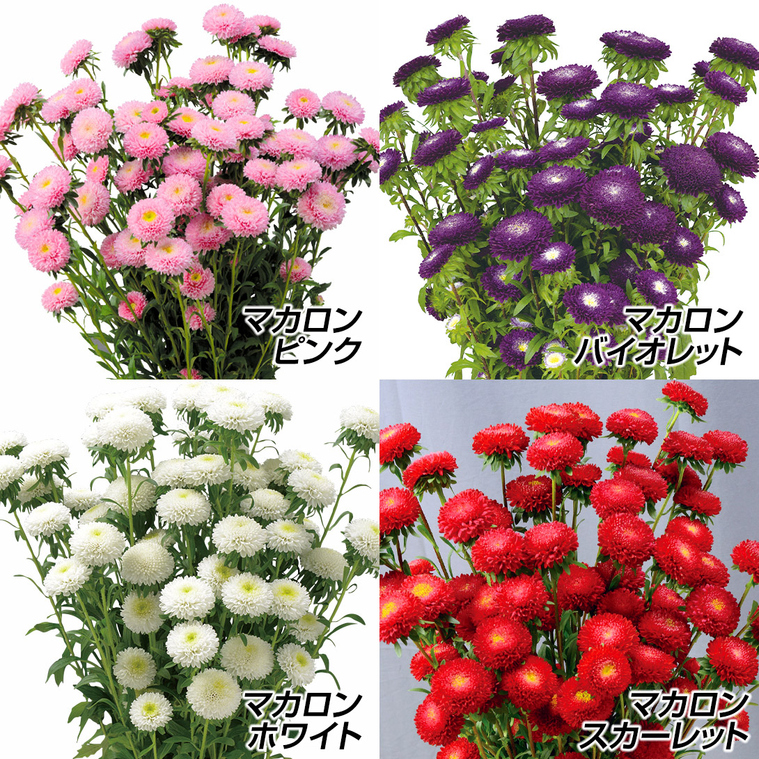種 花たね アスター マカロンセット 4種4袋