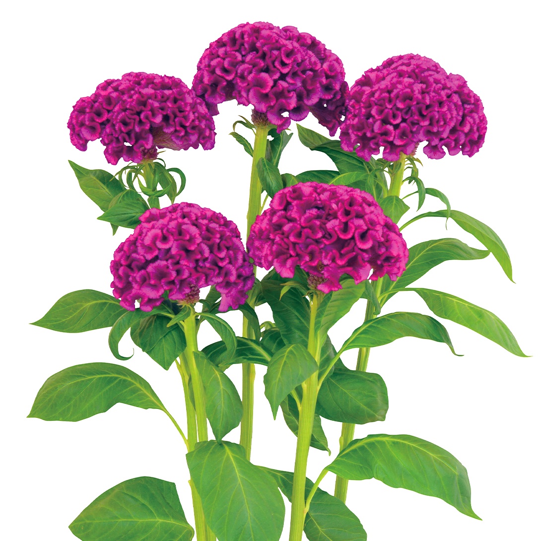 種 花たね ケイトウ 雅 1袋(50粒)