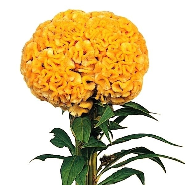 種 花たね 切花向き けいとう 久留米ゴールド 1袋(100粒)