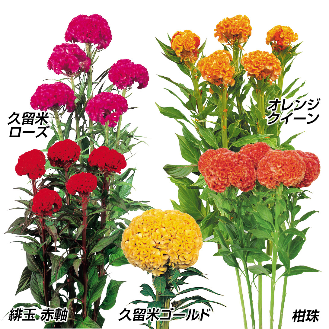 種 花たね ケイトウ 久留米けいとうセット 5種5袋