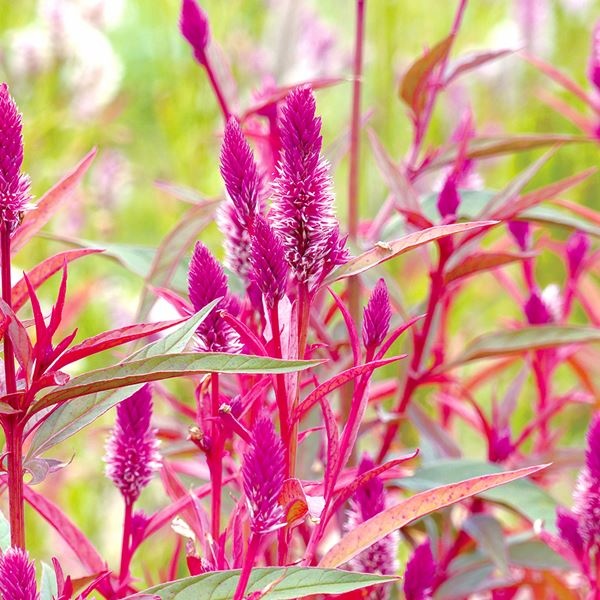 種 花たね ケイトウ フラミンゴパープルフェザー 1袋(100mg)