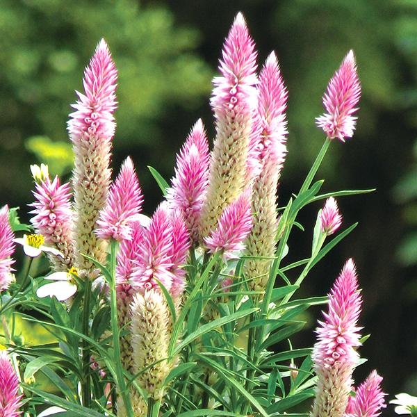 種 花たね ケイトウ フラミンゴフェザー 1袋(100mg)