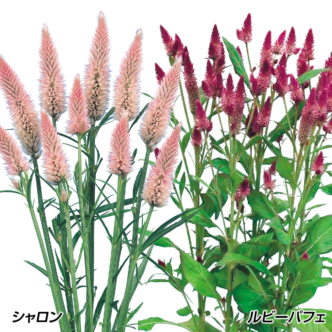 種 花たね ケイトウ 槍ケイトウセット 2種2袋
