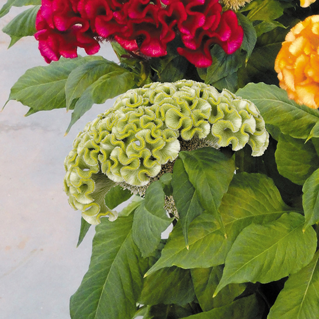 種 花たね ケイトウ アクトグリーン 1袋(15粒)