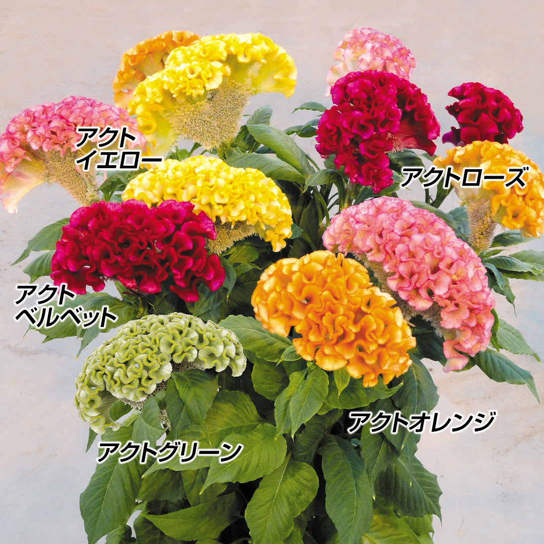 種 花たね ケイトウ アクトケイトウセット 5種5袋