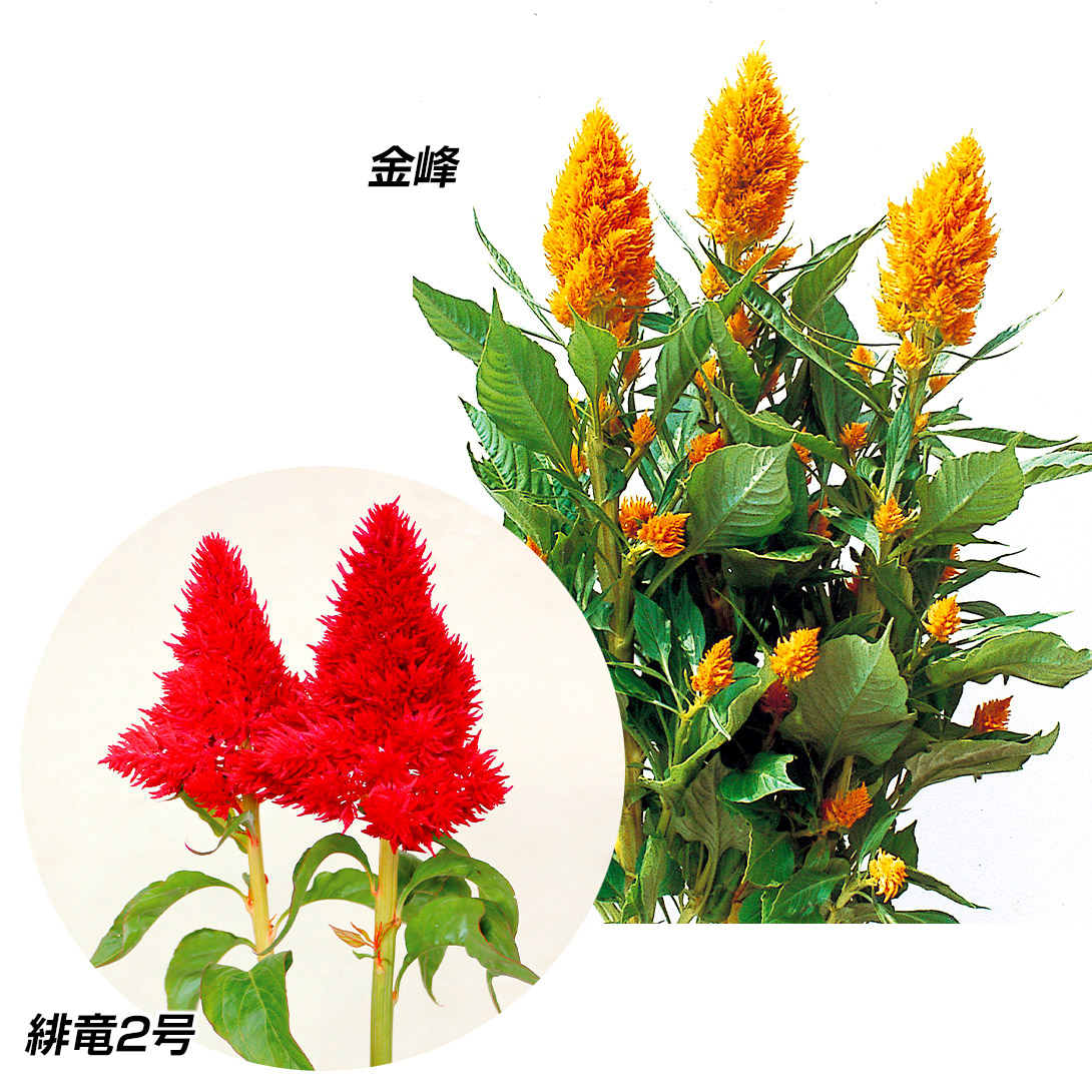 種 花たね ケイトウ 八千代けいとうセット 2種2袋