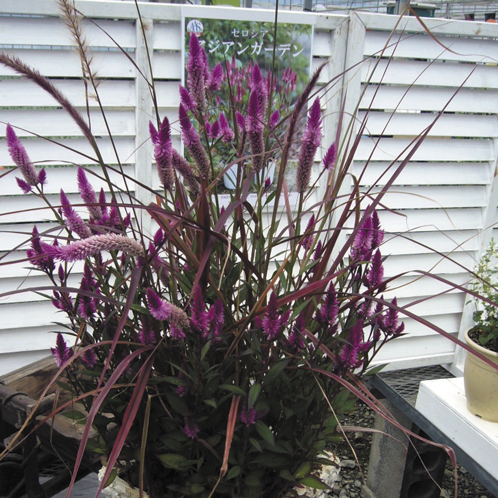 種 花たね ケイトウ アジアンガーデンPVP 1袋(30粒)