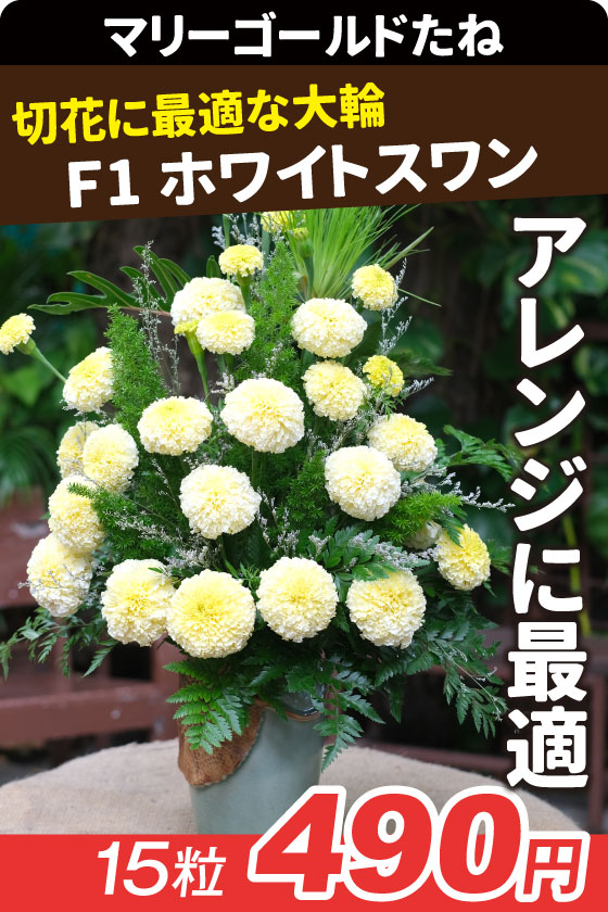 マリーゴールド Ｆ1ホワイトスワン
