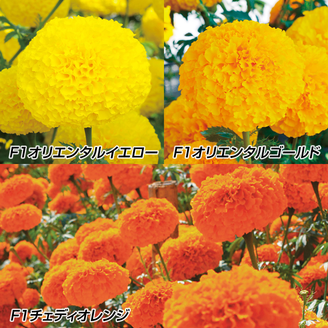 種 花たね 切花向きマリーゴールドセット 3種3袋