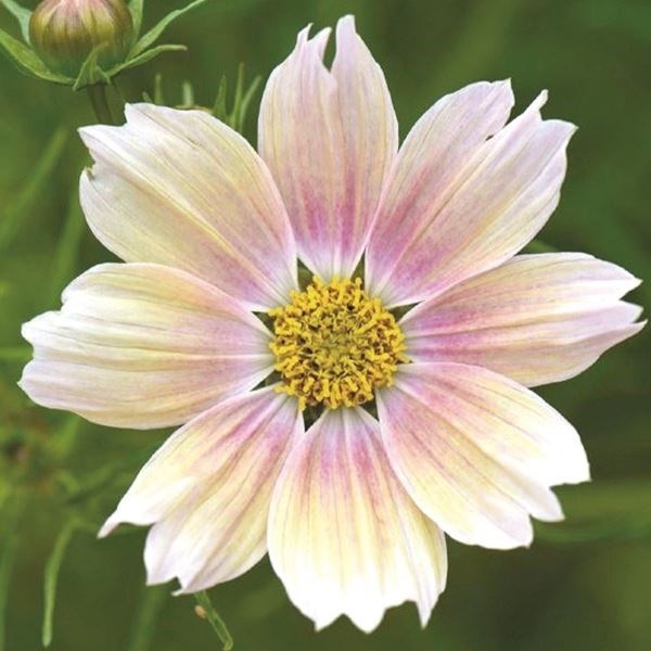 種 花たね コスモス アプリコットレモネード 1袋(20粒)