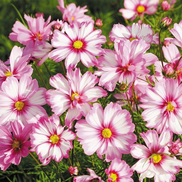 種 花たね コスモス カプリオラ 1袋(20粒)