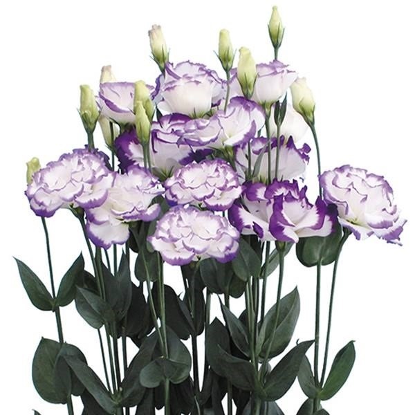 種 花たね トルコキキョウ F1ソリールブルーサウンズ 1袋(20粒)