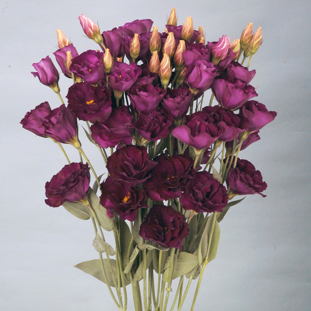 種 花たね トルコキキョウ F1ナイチンゲール ナイト 1袋(20粒)