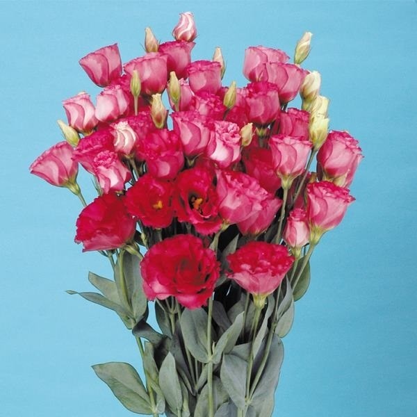 種 花たね トルコキキョウ F1ナイチンゲールミディ 1袋(20粒)