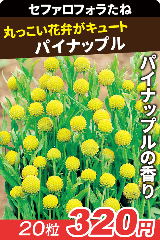 セファロフォラ パイナップル