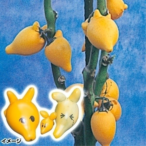 種 花たね ソラナム とげなしつのなす 1袋(30粒)