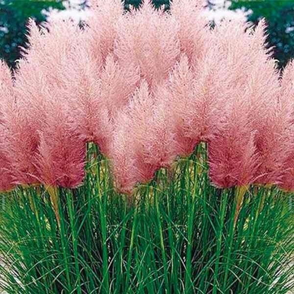種 花たね パンパスグラス ピンクフェザー 1袋(80粒)
