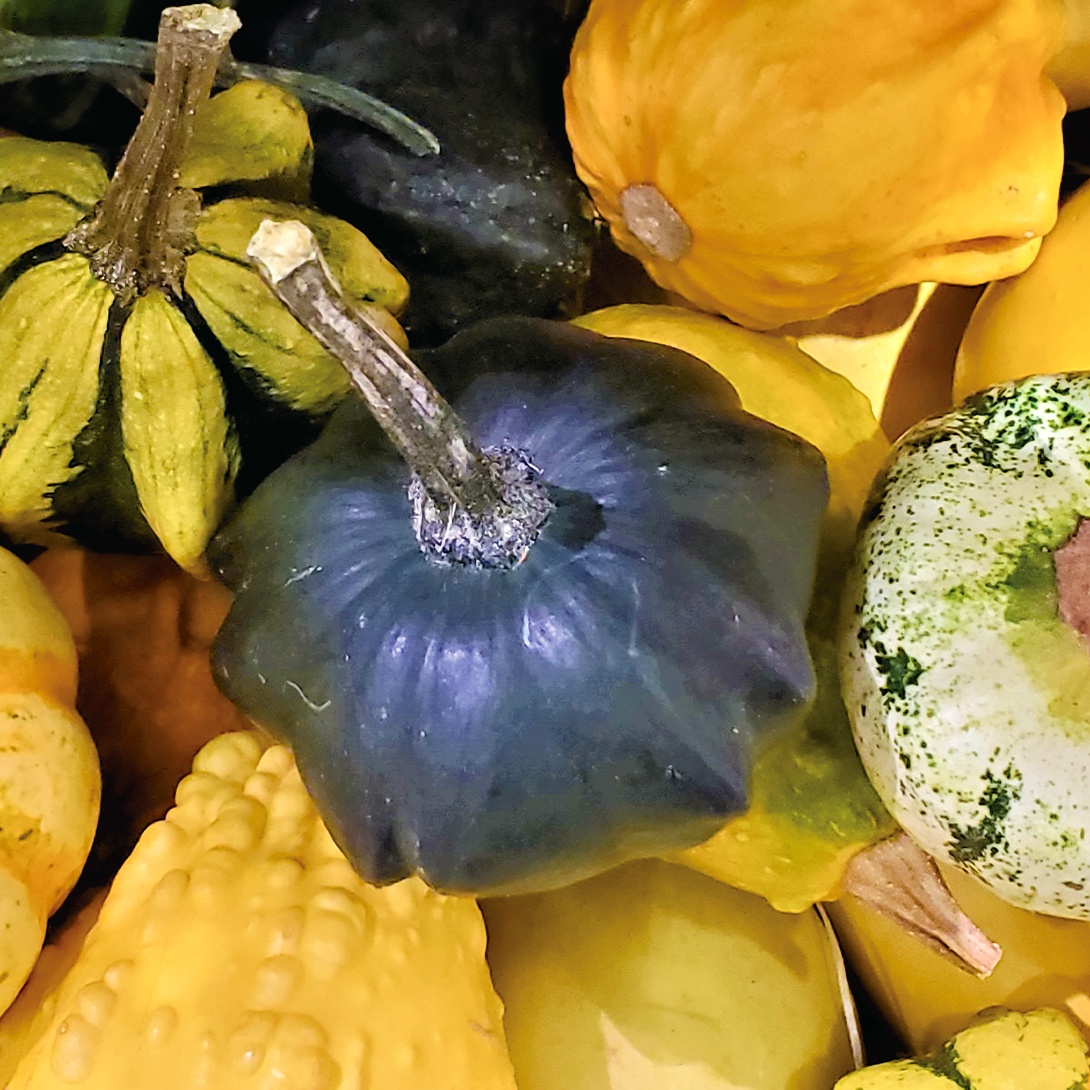 種 花たね 観賞用カボチャ(おもちゃかぼちゃ) スターミックス 1袋(5粒)