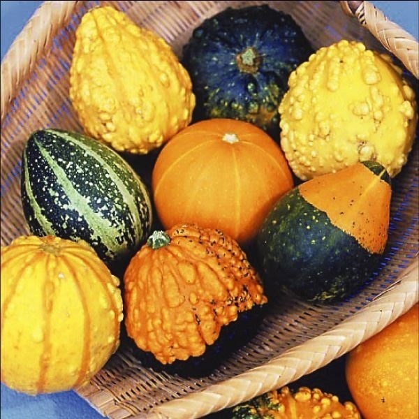 種 花たね おもちゃかぼちゃ スモールフルーツミックス 1袋(10粒)