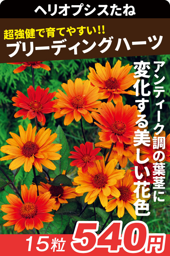 ヘリオプシス ブリーディングハーツ