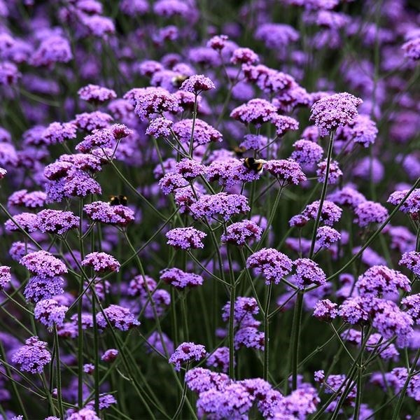 種 花たね バーベナ バニティ 1袋(25粒)