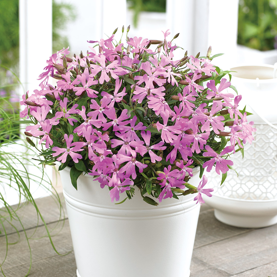 種 花たね シレネ シルキ―ピンク 1袋(20粒)