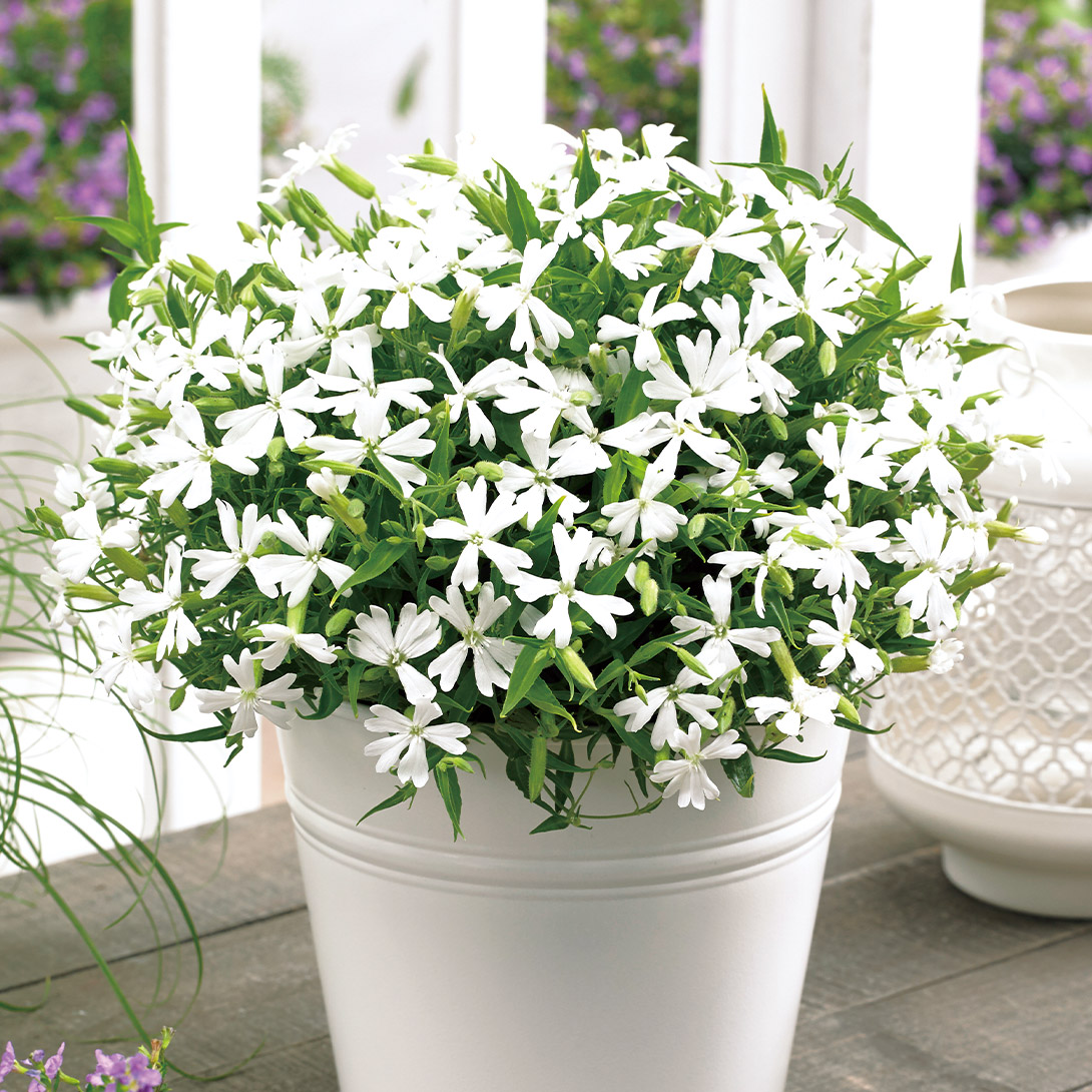 種 花たね シレネ シルキーホワイト 1袋(20粒)