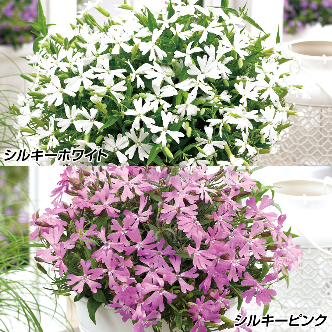 種 花たね シレネ シルキーセット 2種2袋