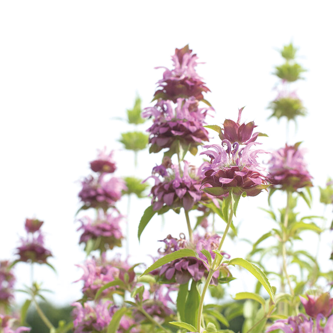 種 花たね モナルダ ブライトラベンダー 1袋(40粒)