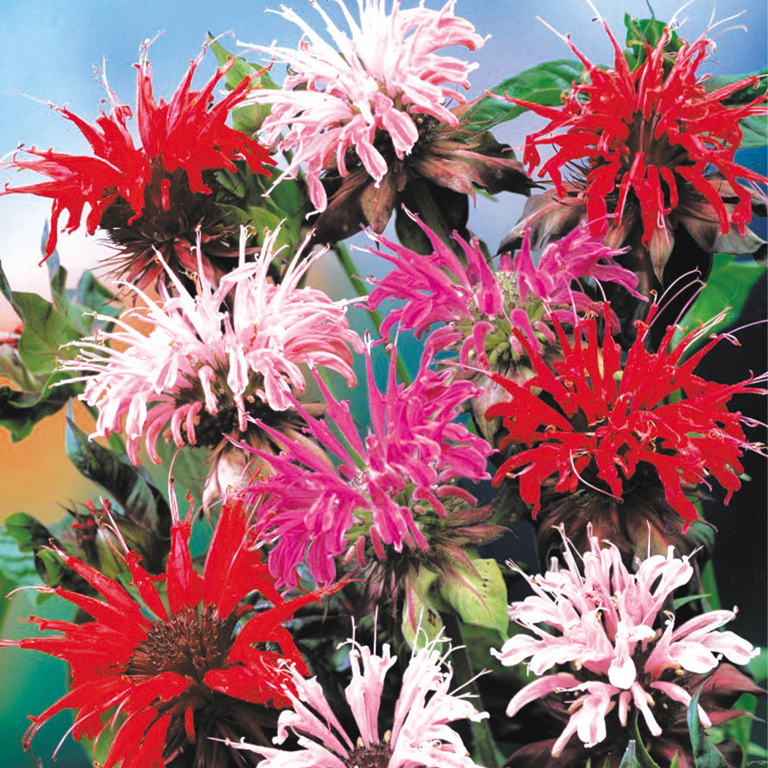 種 花たね モナルダ ディディマミックス 1袋(25粒)