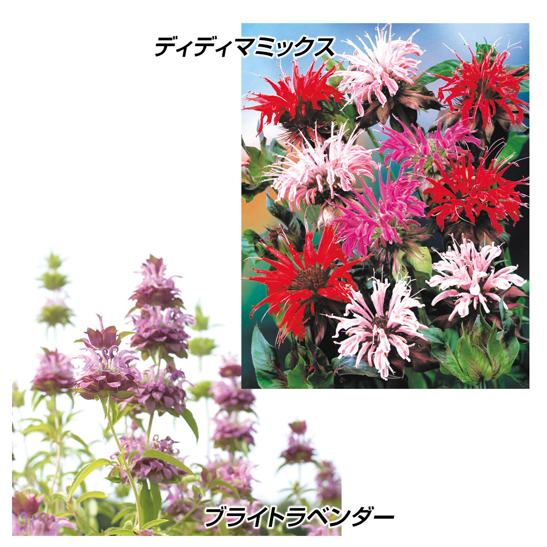 種 花たね モナルダセット 2種2袋