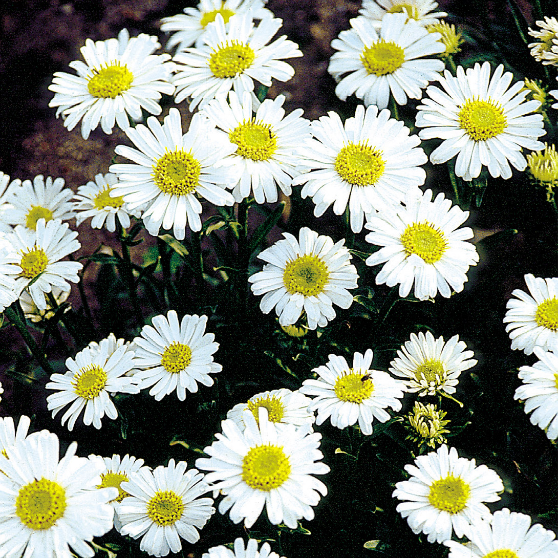 種 花たね アルペンアスター アルバ 1袋(100粒)