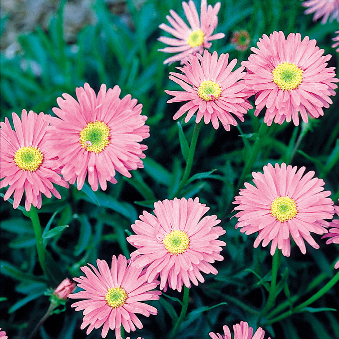 種 花たね アルペンアスター ピンキー 1袋(100粒)