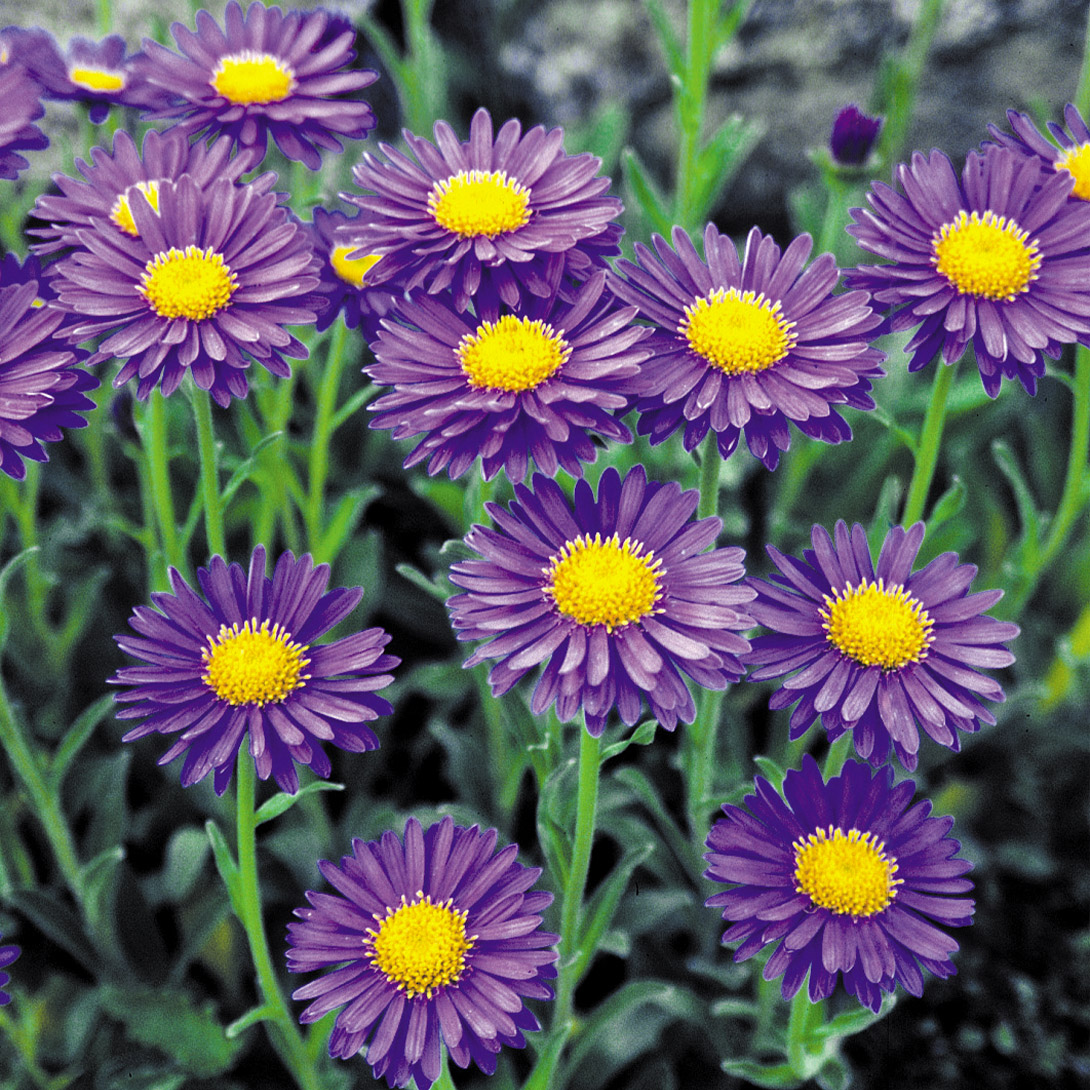 種 花たね アルペンアスター ダークビューティー 1袋(100粒)