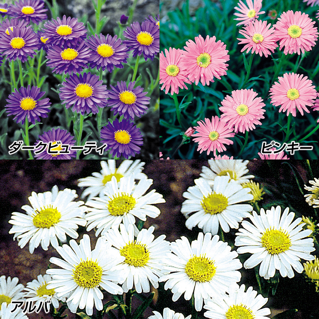種 花たね アルペンアスターセット 3種3袋